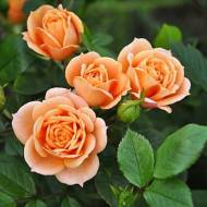 Троянда спрей Клементін в контейнері